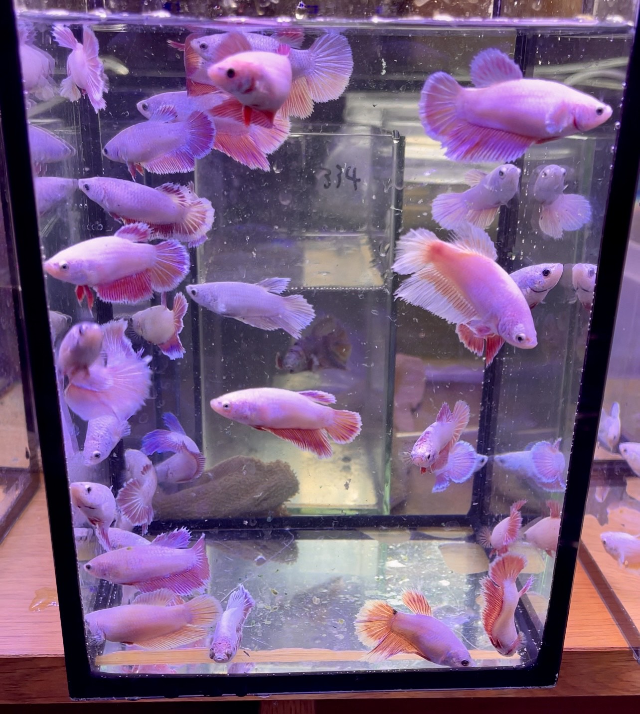 betta376