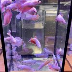 betta376