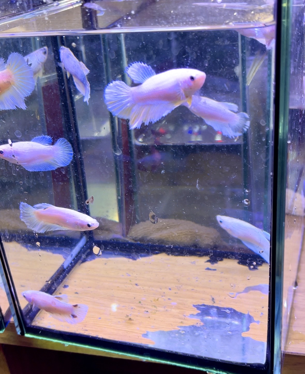 betta388