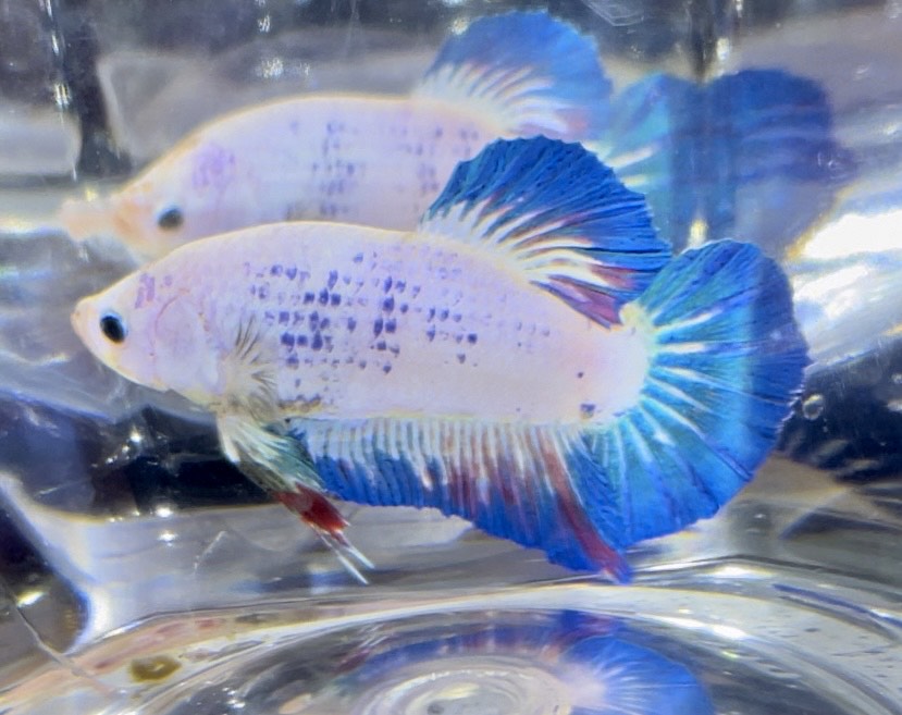 betta402