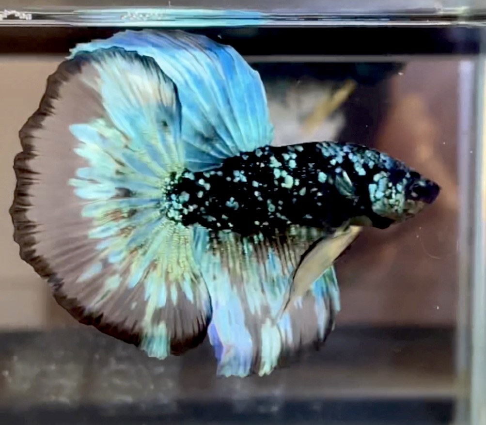 betta403