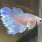 betta406