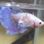 betta406