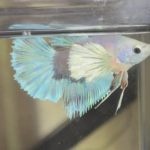 betta406