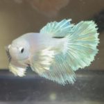 betta406
