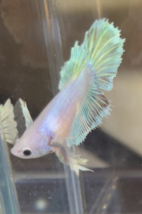 betta406