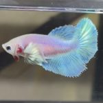 betta405