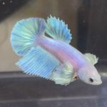 betta405