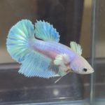 betta405