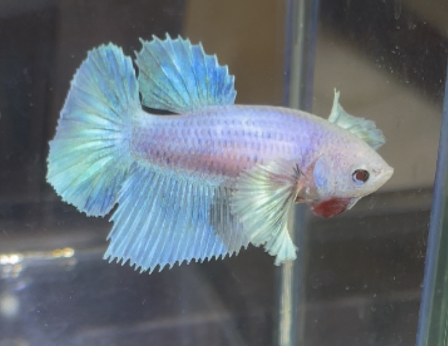 betta405
