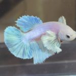 betta405