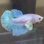 betta405