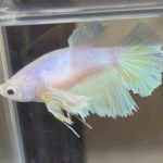 betta404
