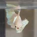 betta404