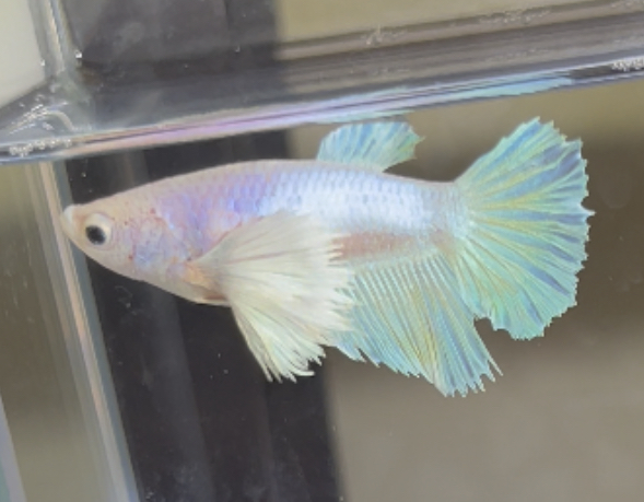 betta404