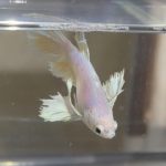 betta404