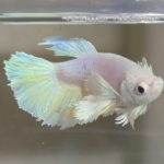 betta404