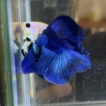 betta413