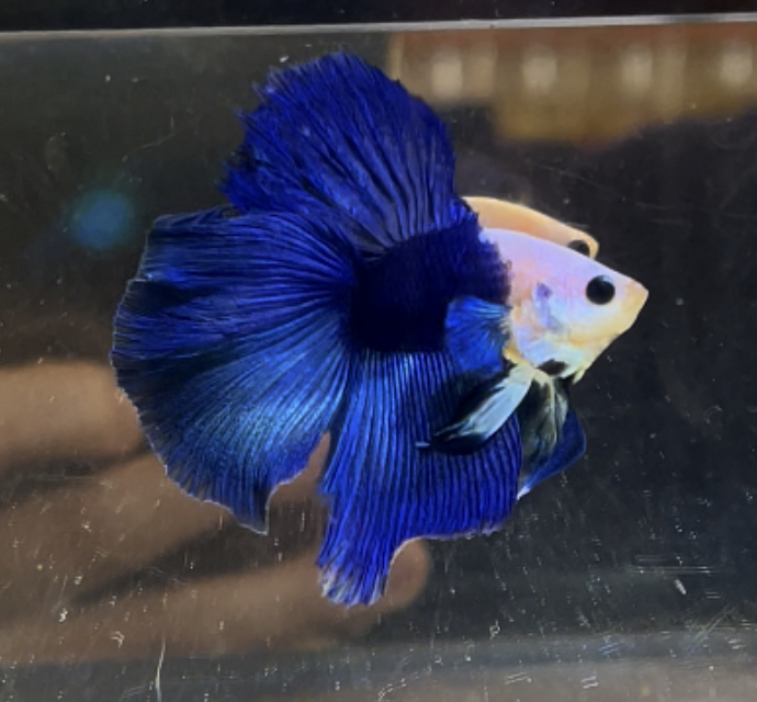 betta413