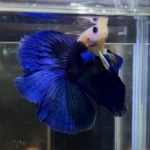betta413