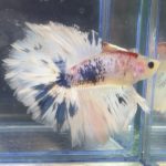 betta412