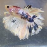betta412