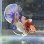 betta414
