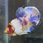 betta414