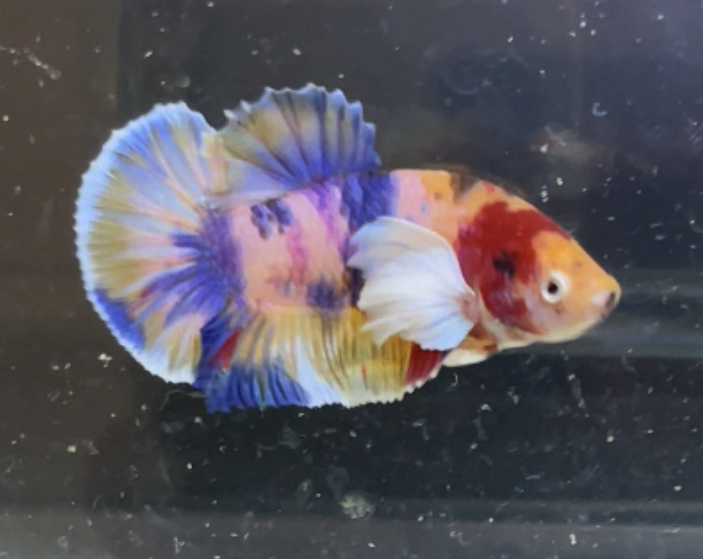 betta414