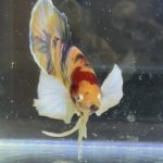betta414