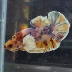 betta415