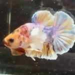 betta415