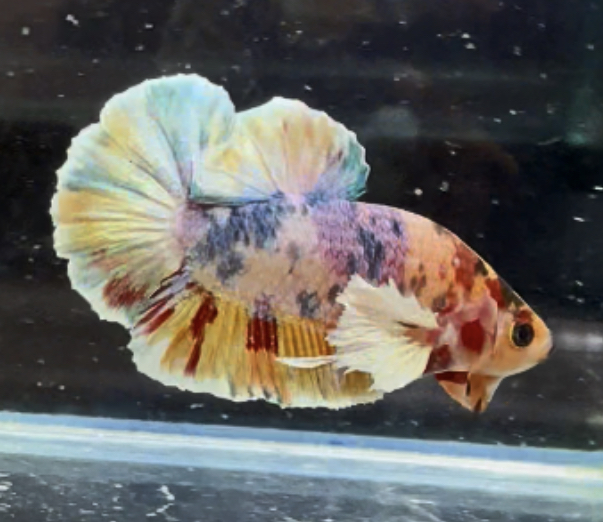 betta415