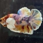 betta415