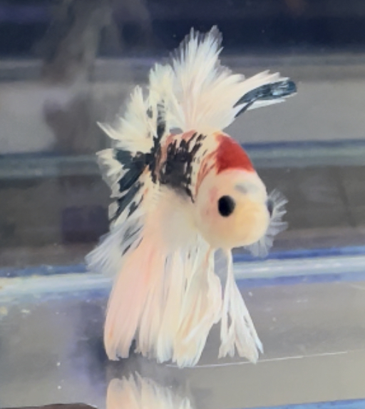 betta412