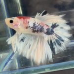 betta412