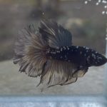 betta418