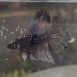 betta418