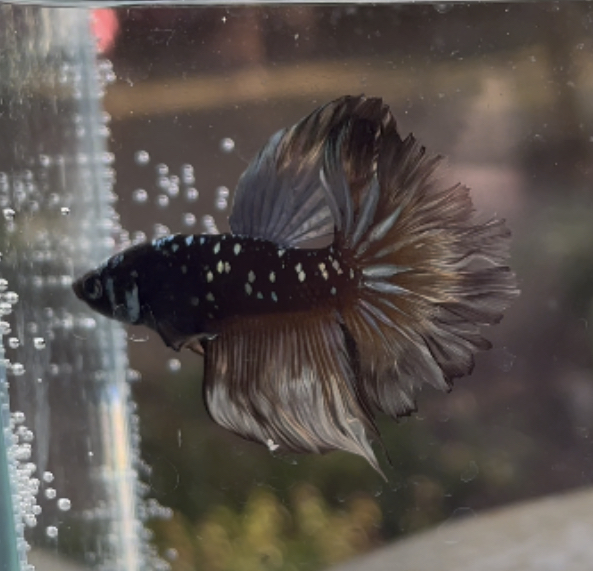 betta418