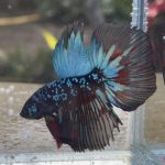 betta419