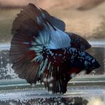 betta419