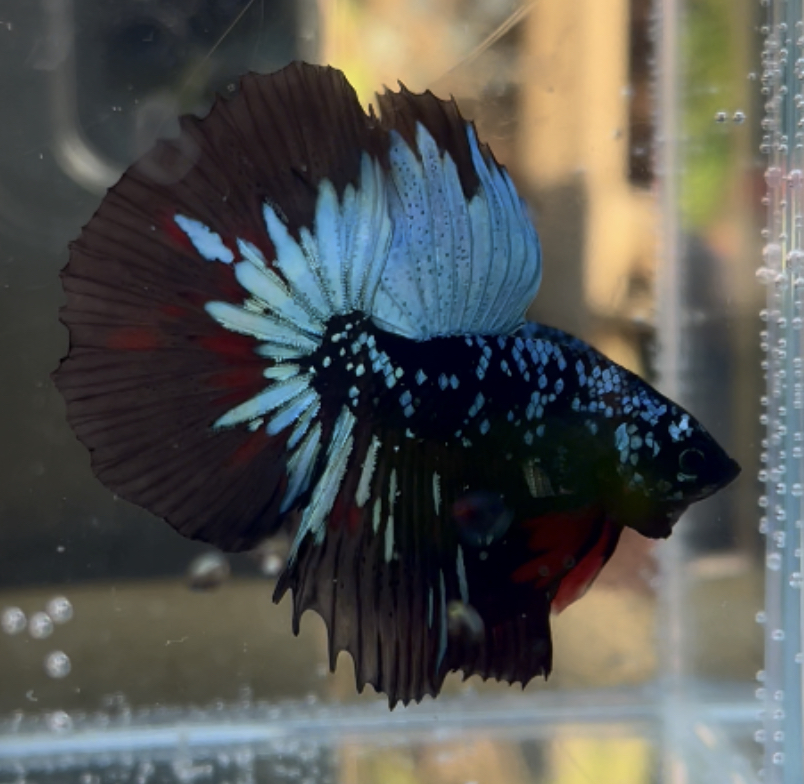 betta419