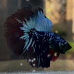 betta419