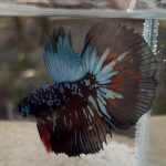 betta419