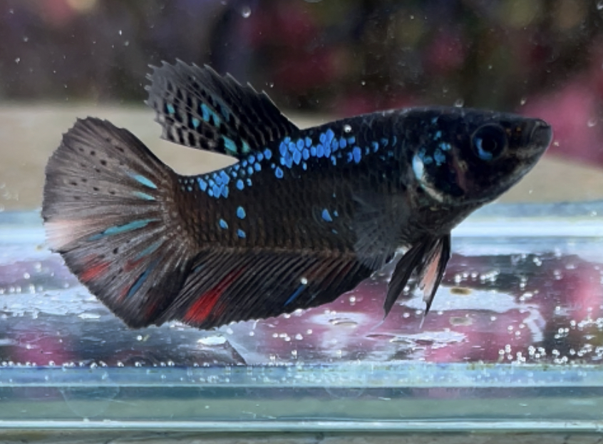 betta420