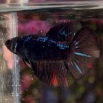 betta420