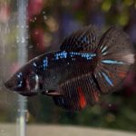 betta420