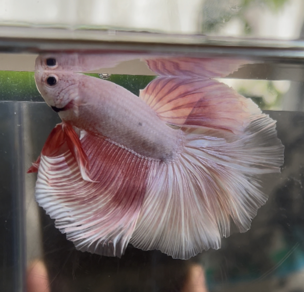 betta421