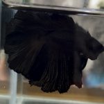 betta424