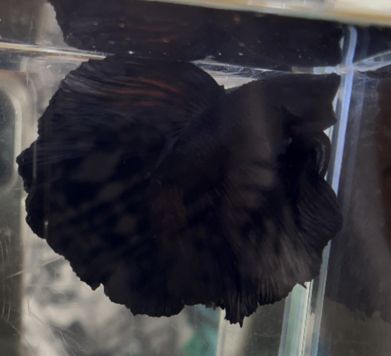 betta424